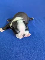 Heart Breaker , a male Boston Terrier for sale in Windom, TX – Photo 2 of 10