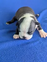 Heart Breaker , a male Boston Terrier for sale in Windom, TX – Photo 3 of 10