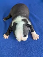 Heart Breaker , a male Boston Terrier for sale in Windom, TX – Photo 7 of 10