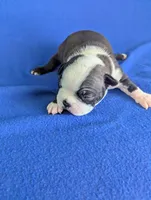 Heart Breaker , a male Boston Terrier for sale in Windom, TX – Photo 4 of 10