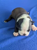 Heart Breaker , a male Boston Terrier for sale in Windom, TX – Photo 1 of 10