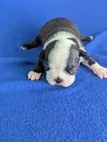 Heart Breaker , a male Boston Terrier for sale in Windom, TX – Photo 6 of 10