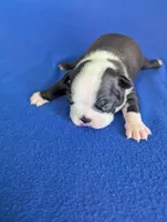 Heart Breaker , a male Boston Terrier for sale in Windom, TX – Photo 8 of 10