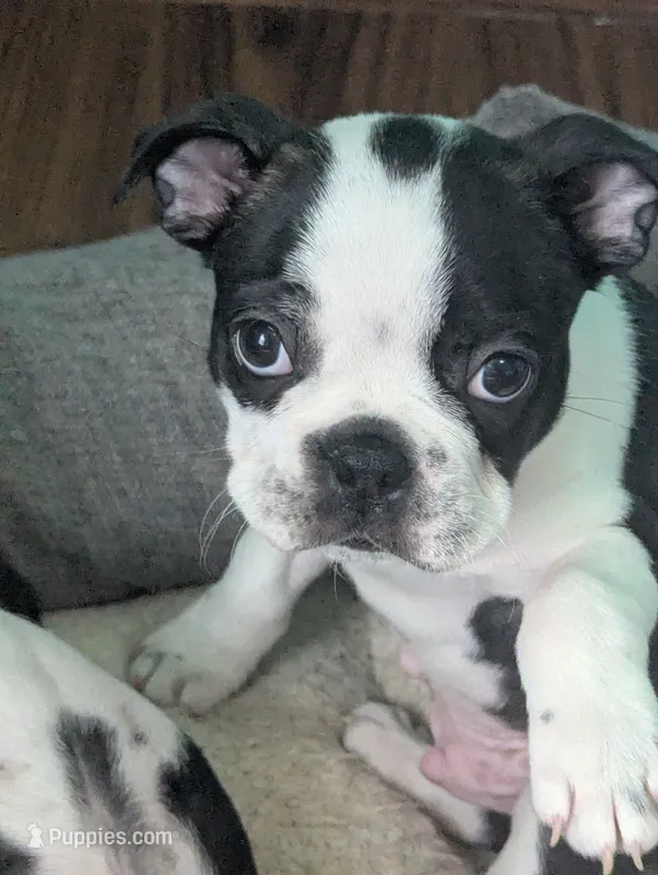 Prince William – Boston Terrier, French Bulldog puppy for sale in Windom, TX