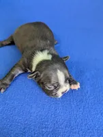 Cutie Pie, a male Boston Terrier for sale in Windom, TX – Photo 7 of 10