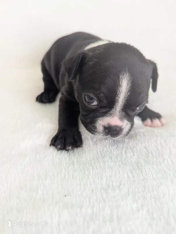 Cutie Pie – Boston Terrier puppy for sale in Windom, TX