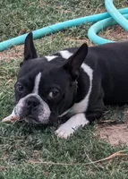 Cutie Pie, a male Boston Terrier for sale in Windom, TX – Photo 10 of 10