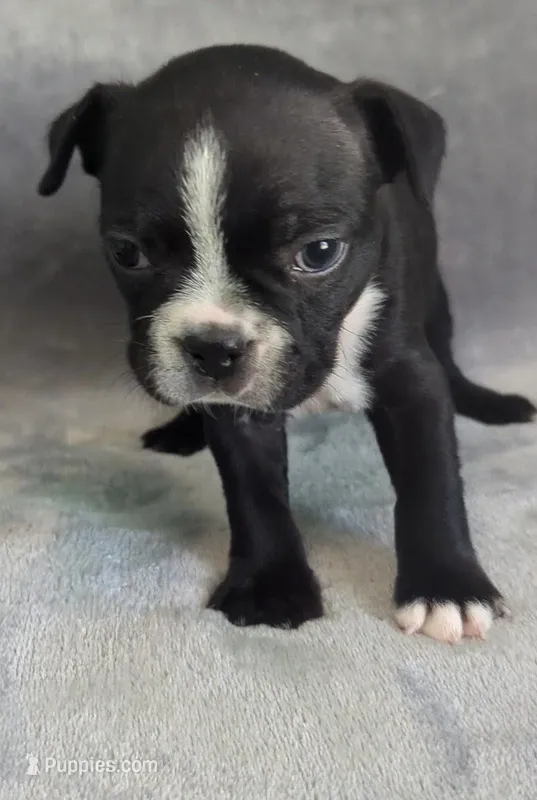 Cutie Pie – Boston Terrier puppy for sale in Windom, TX