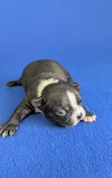 Cutie Pie, a male Boston Terrier for sale in Windom, TX – Photo 2 of 10