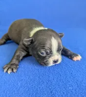 Cutie Pie, a male Boston Terrier for sale in Windom, TX – Photo 4 of 10