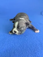 Cutie Pie, a male Boston Terrier for sale in Windom, TX – Photo 6 of 10