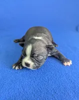 Cutie Pie, a male Boston Terrier for sale in Windom, TX – Photo 5 of 10