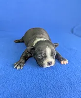 Cutie Pie, a male Boston Terrier for sale in Windom, TX – Photo 1 of 10