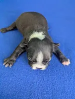 Cutie Pie, a male Boston Terrier for sale in Windom, TX – Photo 3 of 10