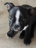 Richie ( On Hold), a male Boston Terrier and French Bulldog for sale in Windom, TX – 4 of 10