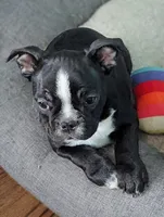 Richie ( On Hold), a male Boston Terrier and French Bulldog for sale in Windom, TX – 6 of 10