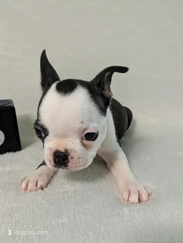 Prince Louis  – Boston Terrier, French Bulldog puppy for sale in Windom, TX