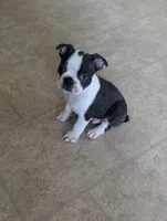 Prince William, a male Boston Terrier and French Bulldog for sale in Windom, TX – 3 of 8