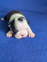 Prince Louis , a male Boston Terrier and French Bulldog for sale in Windom, TX – 4 of 8