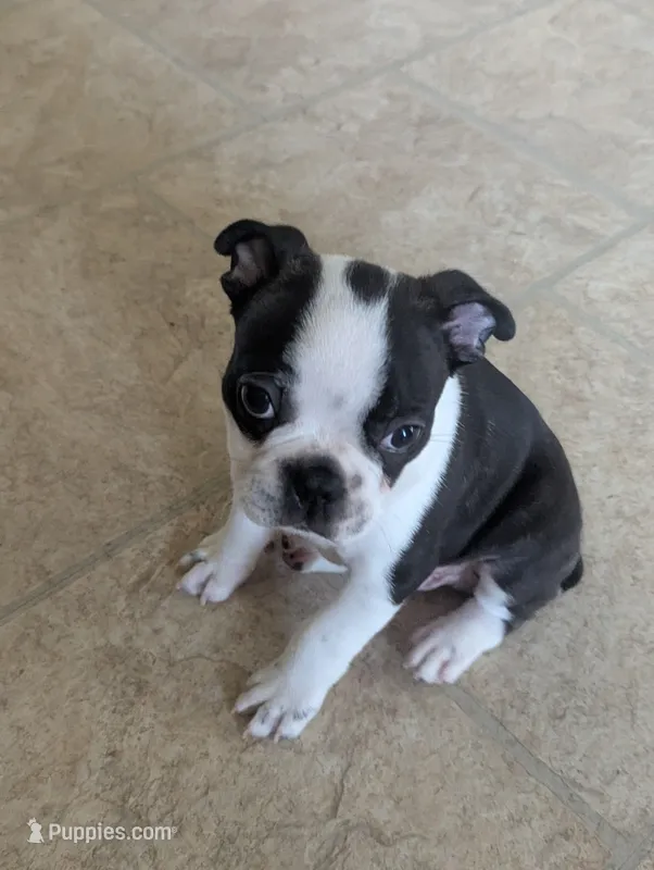 Prince William – Boston Terrier, French Bulldog puppy for sale in Windom, TX