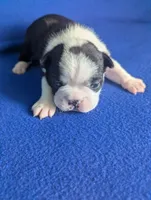 Prince Harry , a male Boston Terrier and French Bulldog for sale in Windom, TX – 7 of 8