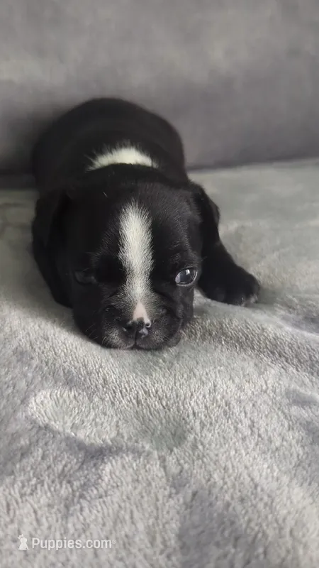 Richie  – Boston Terrier, French Bulldog puppy for sale in Windom, TX