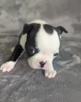 Prince Louis , a male Boston Terrier and French Bulldog for sale in Windom, TX – 6 of 8