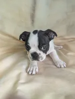 Prince William on Hold, a male Boston Terrier and French Bulldog for sale in Windom, TX – 7 of 10
