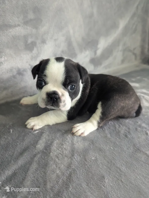 Prince William  – Boston Terrier, French Bulldog puppy for sale in Windom, TX