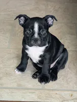 Richie ( On Hold), a male Boston Terrier and French Bulldog for sale in Windom, TX – 5 of 10