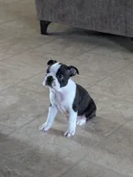 Prince William on Hold, a male Boston Terrier and French Bulldog for sale in Windom, TX – 8 of 10