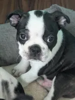 Prince William on Hold, a male Boston Terrier and French Bulldog for sale in Windom, TX – 10 of 10