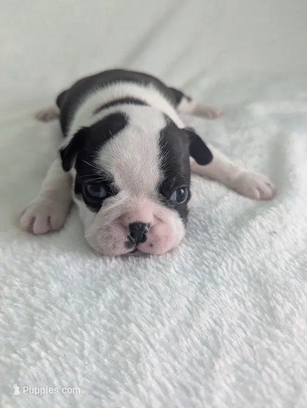 Prince George  – Boston Terrier, French Bulldog puppy for sale in Windom, TX