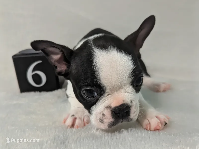 Prince Harry  – Boston Terrier, French Bulldog puppy for sale in Windom, TX