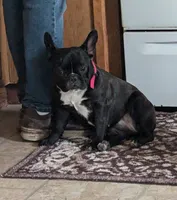 Richie ( On Hold), a male Boston Terrier and French Bulldog for sale in Windom, TX – 10 of 10