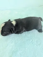 Richie , a male Boston Terrier and French Bulldog for sale in Windom, TX – 8 of 10