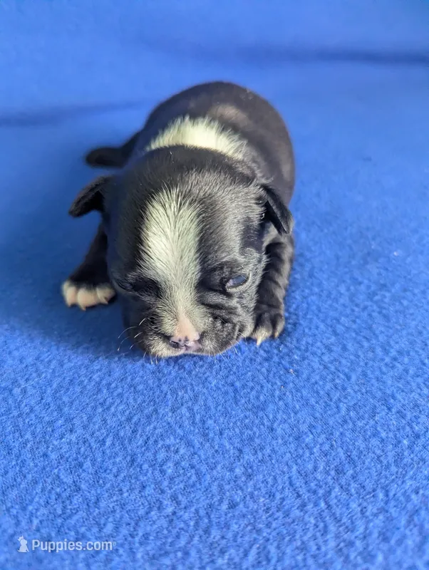 Richie  – Boston Terrier, French Bulldog puppy for sale in Windom, TX