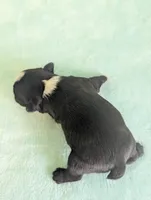 Richie , a male Boston Terrier and French Bulldog for sale in Windom, TX – 7 of 10