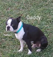 Richie , a male Boston Terrier and French Bulldog for sale in Windom, TX – 10 of 10