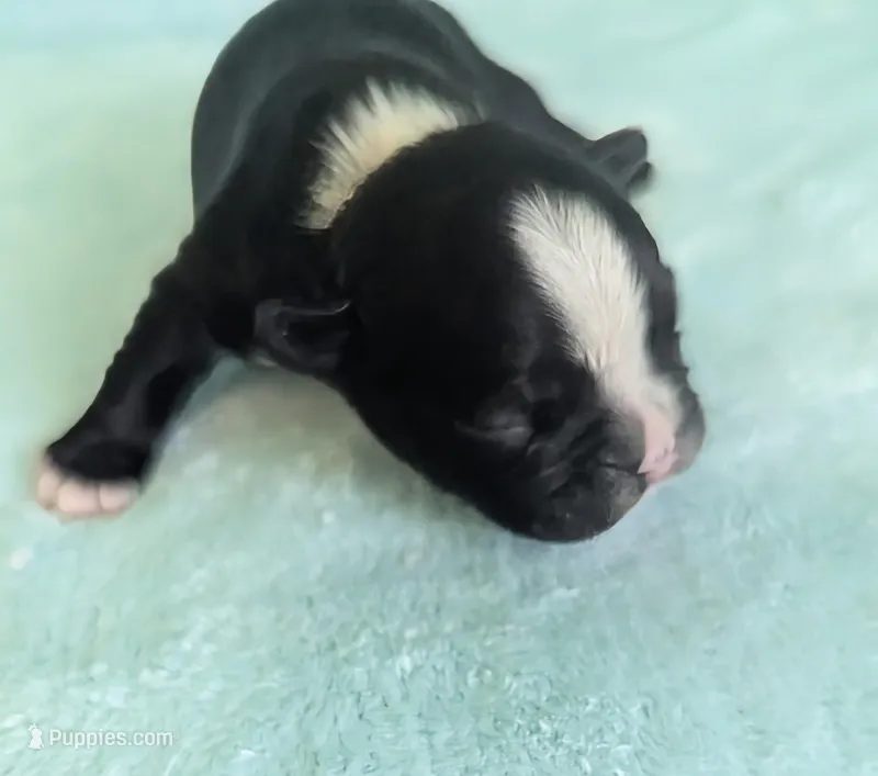 Richie  – Boston Terrier, French Bulldog puppy for sale in Windom, TX