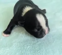 Richie , a male Boston Terrier and French Bulldog for sale in Windom, TX – 1 of 10