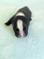 Richie , a male Boston Terrier and French Bulldog for sale in Windom, TX – 5 of 10