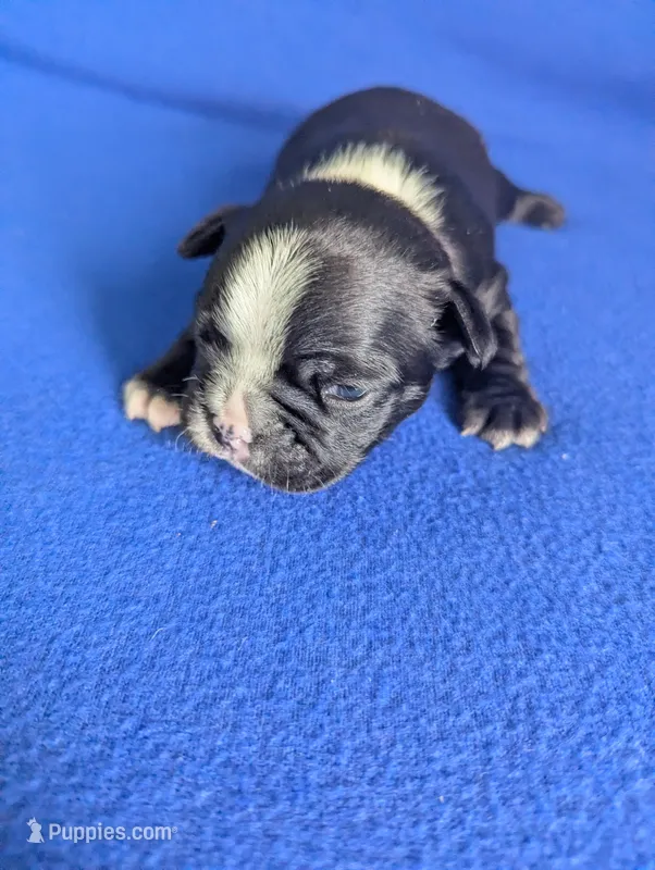 Richie  – Boston Terrier, French Bulldog puppy for sale in Windom, TX