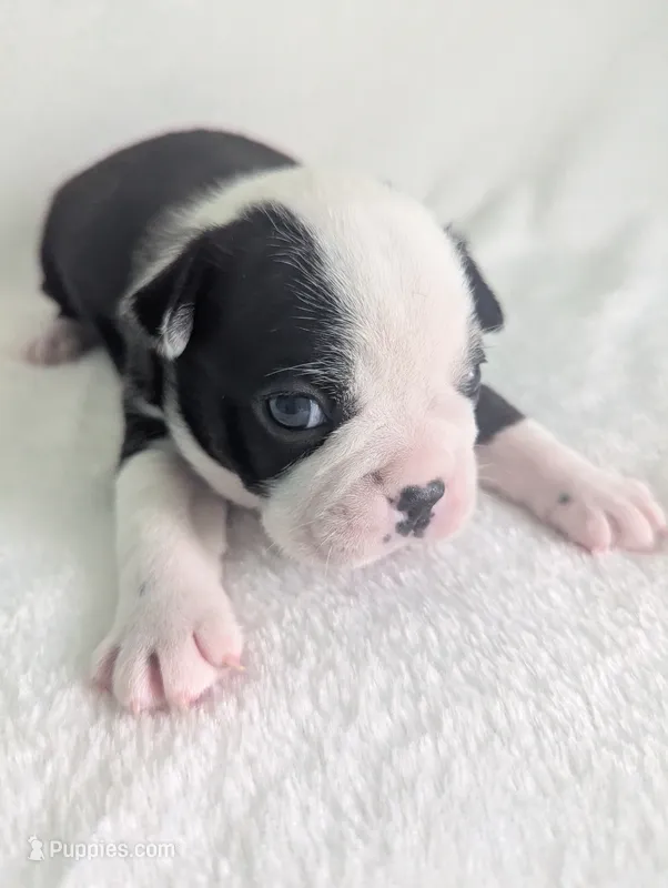 Prince Albert  – Boston Terrier, French Bulldog puppy for sale in Windom, TX