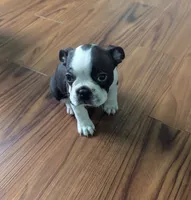 Prince William on Hold, a male Boston Terrier and French Bulldog for sale in Windom, TX – 5 of 10