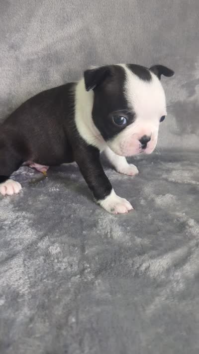 Prince Louis , a male Boston Terrier and French Bulldog for sale in Windom, TX – 8 of 8