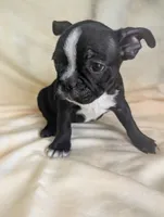 Richie, a male Boston Terrier and French Bulldog for sale in Windom, TX – 5 of 8
