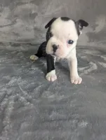 Prince Louis , a male Boston Terrier and French Bulldog for sale in Windom, TX – 3 of 8