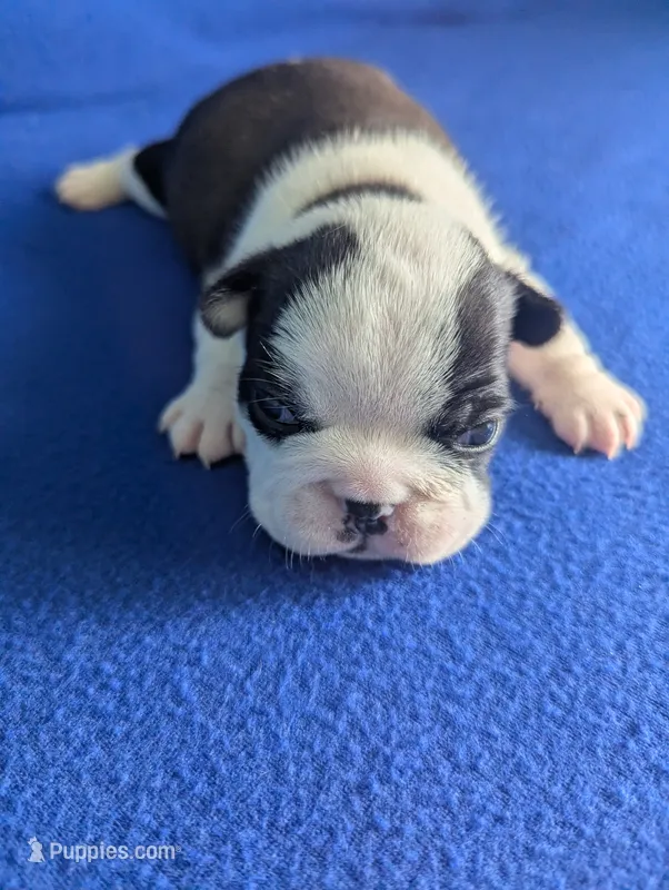 Prince George  – Boston Terrier, French Bulldog puppy for sale in Windom, TX