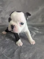Prince Louis , a male Boston Terrier and French Bulldog for sale in Windom, TX – 5 of 8